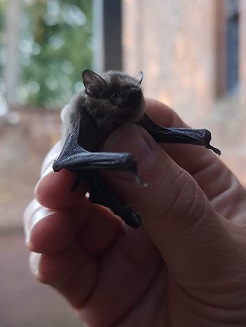 Pipistrelle bat (my own image)